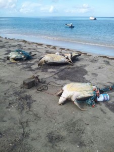 Turtles caught by local fisherman