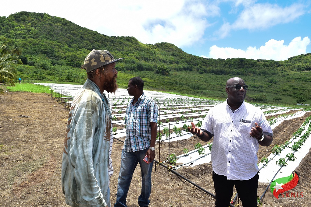 agro tourism farm st kitts